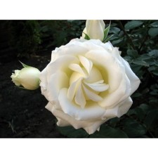 Boeing Rosa seedling, spring 2024, 1 pc.