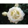Boeing Rosa seedling, spring 2024, 1 pc.