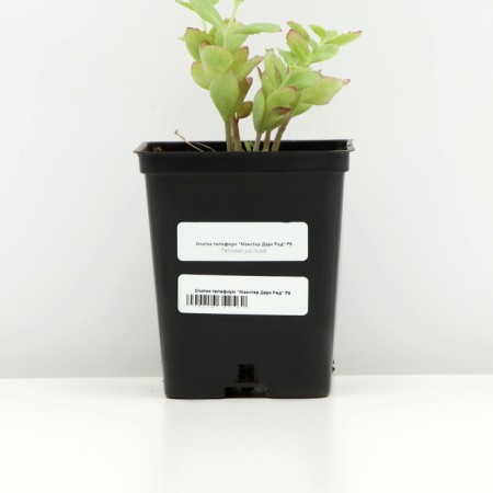 Cleanot Telephium "Manster Dark Red", P9 pot (readiness June), 1 pc, spring 2024-3