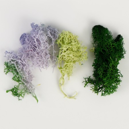 Set of dried flowers "moss", color mix-1