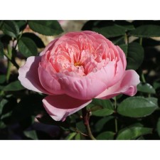 Seedling rose English park 