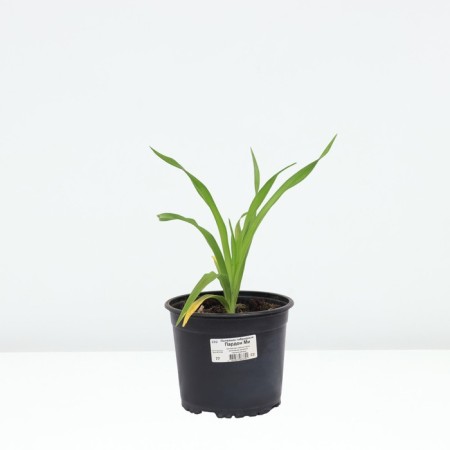 Lilenik hybrid sorry m, pot C2, 1 pc, summer 2024-2