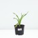 Lilenik hybrid sorry m, pot C2, 1 pc, summer 2024