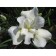 Iris Siberian notes Kwight White, rr I, 1 pc, spring 2025