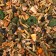 Feed "Pijon" for guinea pigs, with vegetables, 400 g