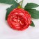 Artificial flowers "Pijon peony" d- 8 cm 45 cm, pink red