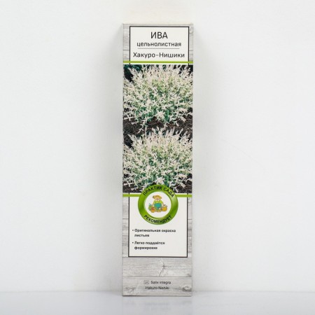 Ivas whole-leaved "Hakuro-Nishiki", 1 pc, tube, spring 2025