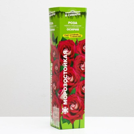 Sahenian rose Osiria Spring 2024, 1 pc.