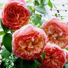 Seedling Rosa Papi Delbar, climbing, pot 2 l., Summer 2024