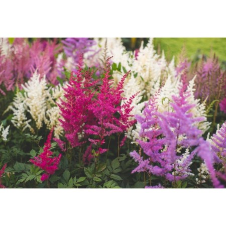 Astilba mix, P9 pot, 1 pc, spring 2024
