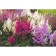 Astilba mix, P9 pot, 1 pc, spring 2024