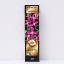 Clematis botanical suite (for cutting) 