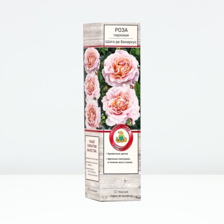Seedling rose Parkovaya "Chateau de Vamarcus", tube, 1 pc, spring 2025