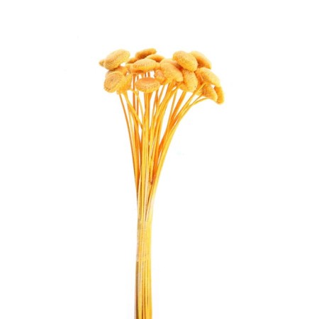 Sukhotzet "Batao" set 20 pcs., Yellow color-2