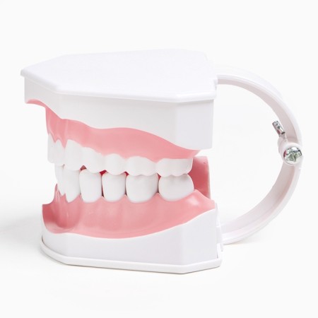 Model "Human Jaw" 12*9cm-10