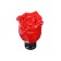 PPP handle rose, under the diameter of 8/10/12 mm, red