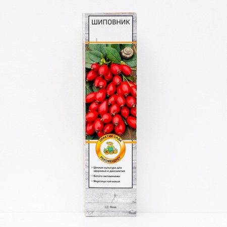 Rosehip "Jubilee", 1 pc, tube, spring 2024