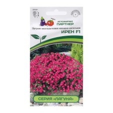 Petunia flowers 