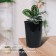 Pot for seedlings, for roses, 4 l, d = 18 cm, h = 21.5 cm, black, Greengo