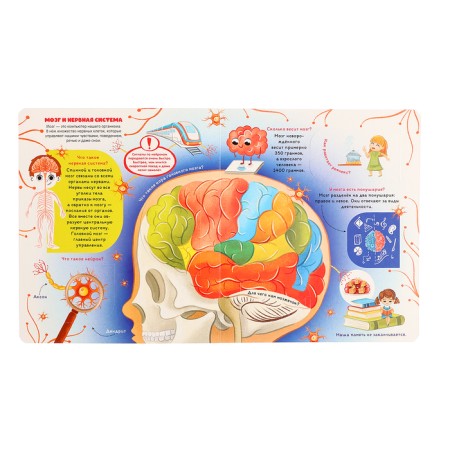 Book with windows "Anatomy"-6