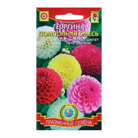 Georgina Seed Taush "Pomopone", mixture, 12 pcs