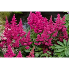 Astilba Japanese Montgomery, C1.5 pot, H10-50 height, 1 pc, summer 2024
