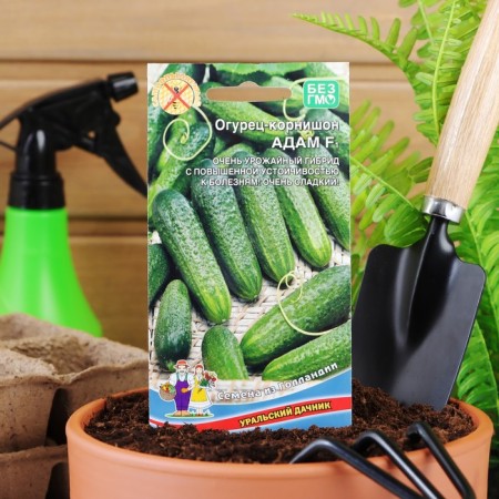Seeds Cucumber Adam F1, 5 pcs.-2