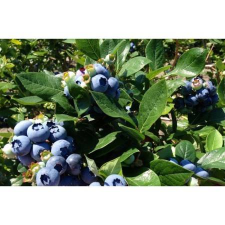 Blueberries tall chandler, C5 pot, 1 pc, summer 2024