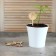 Garden signs for marking, 12 cm, set 8 pcs., Wood, Tomato, Greengo