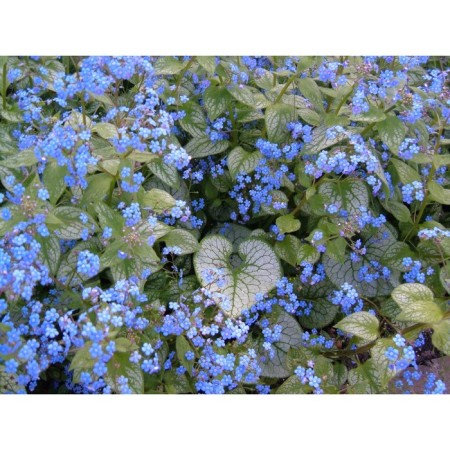 Brunner Large-leaved Jack Frost, Rr. I, 1 pc, Spring 2025