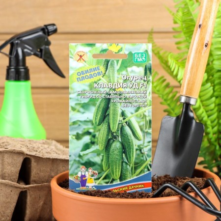 Cucumber seeds "Claudia" F1, early -ripe, parthenocarpic, without bitterness, 10 pcs