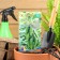 Cucumber seeds "Claudia" F1, early -ripe, parthenocarpic, without bitterness, 10 pcs