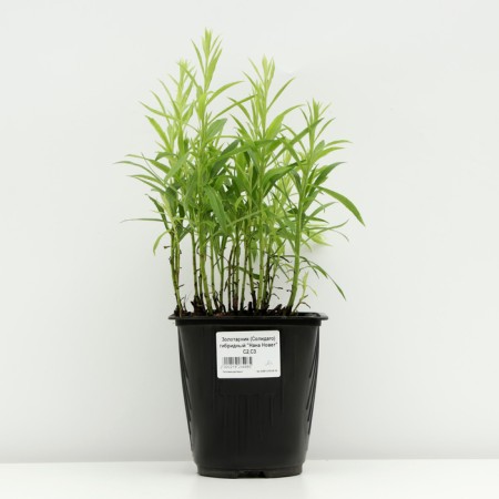 Zolotarnik (solidago) hybrid "Nana Novvet", pot C3, 1 pc, spring 2024-2