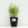 Zolotarnik (solidago) hybrid "Nana Novvet", pot C3, 1 pc, spring 2024