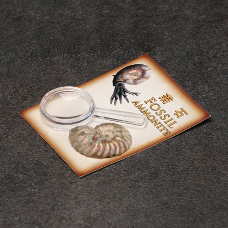 Ammonites set in packaging-1