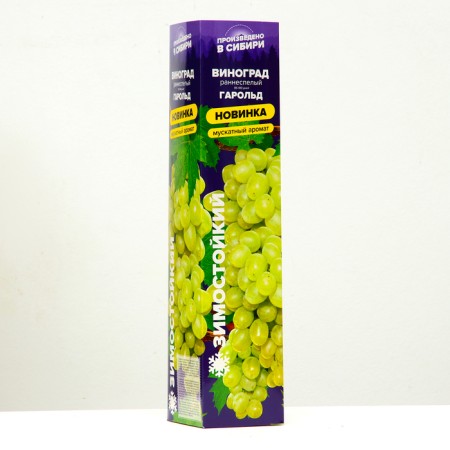 Grape seedling "Harold", 1 pc, spring 2024-1
