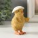Polystone souvenir "Chicken under a shell" 8.5x5x5.5 cm