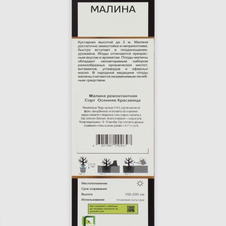 Raspberry repair varieties "Autumn Beauty", 1 pc, tube, spring 2025-1