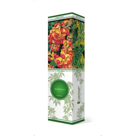 Round -leaved tree "Diana (female)", 1 pc, tube, spring 2025-2