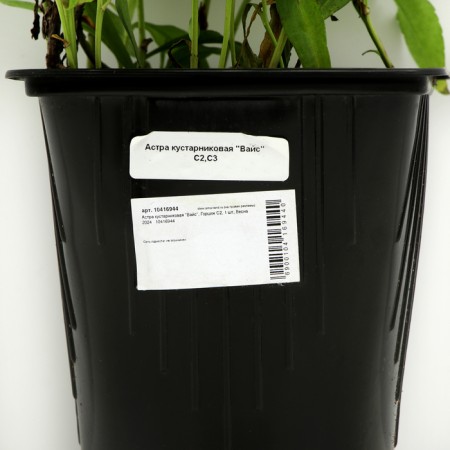 Bush Astra "Weiss", pot C2, 1 pc, Spring 2024-3