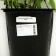 Bush Astra "Weiss", pot C2, 1 pc, Spring 2024