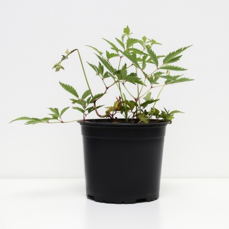Astilba Asseline Weiss Gloria, C1.5 pot, H10-50 height, 1 pc, summer 2024-1