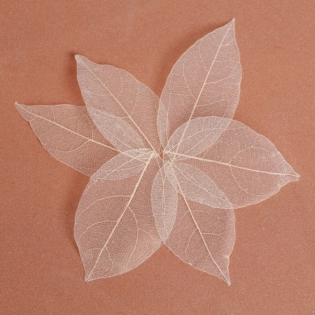 Dry leaves, (set 5 pcs), size 1 pcs :: 8 × 5 cm, white color