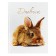 Universal diary for grades 1-11, "hare", solid cover 7BC, glossy lamination, 40 sheets