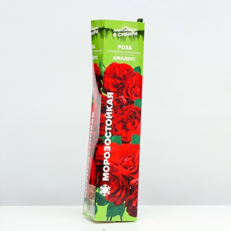 Waterfish seedling "Amadeus", 1 pc, spring 2024-1