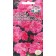 Flowers of the clove "Pink Queen" 0.1 g