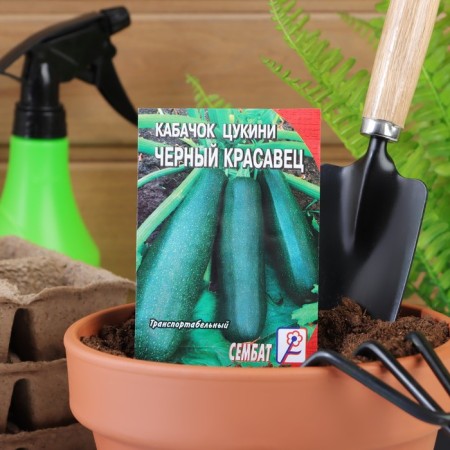 Semen zucchini zucchini "Black handsome", 2 g