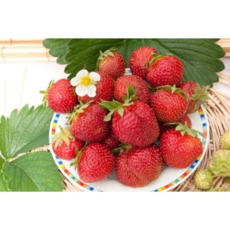 Strawberry Garden Elvira, P9 Pot, Summer 2024-1