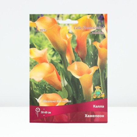 Kalla Chameleon, rr 14/16, 1 pc, spring 2024