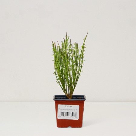 Saphenet Brushphane "Apricot Gem", P9 pot, summer 2024-2